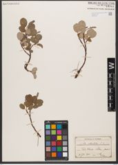 Foto von Salix reticulata L.